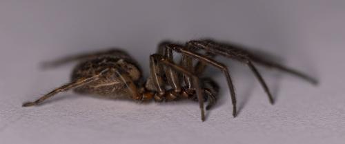 Segestria bavarica
